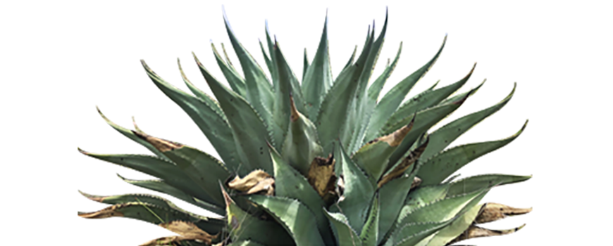 Royal Plate - Restaurant & Catering HTML Template